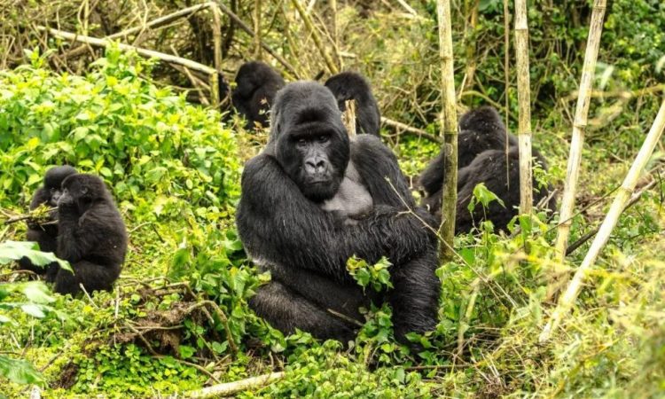 Rwanda safari holidays
