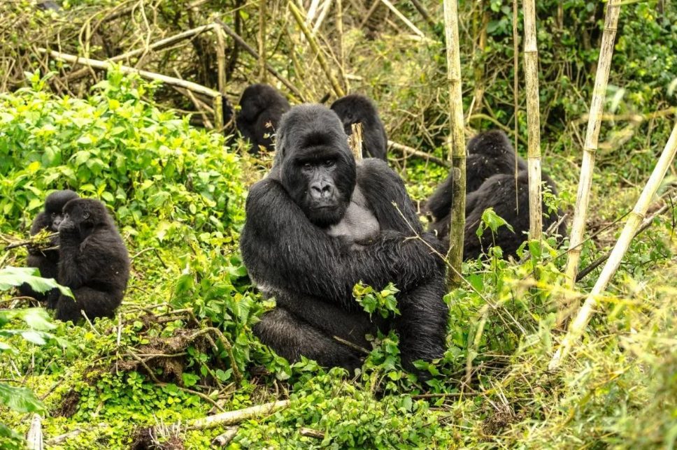 Rwanda safari holidays