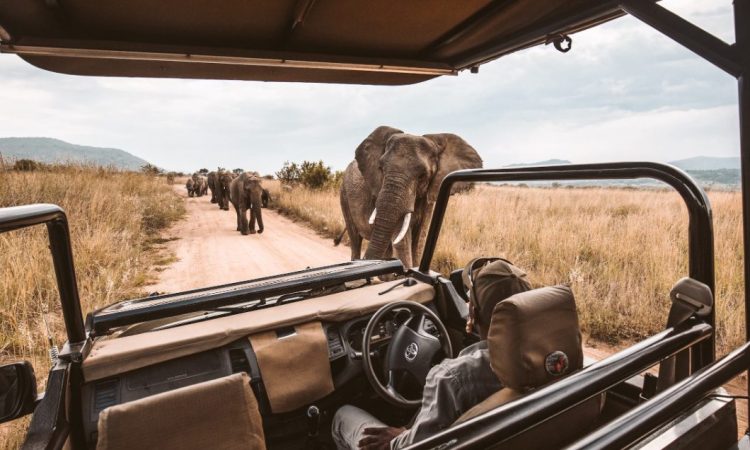 African safari vacation