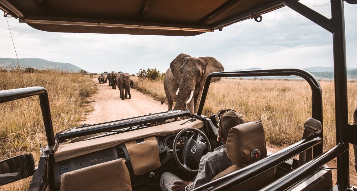 African safari vacation