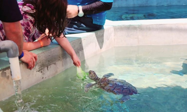 Cayman Turtle Centre