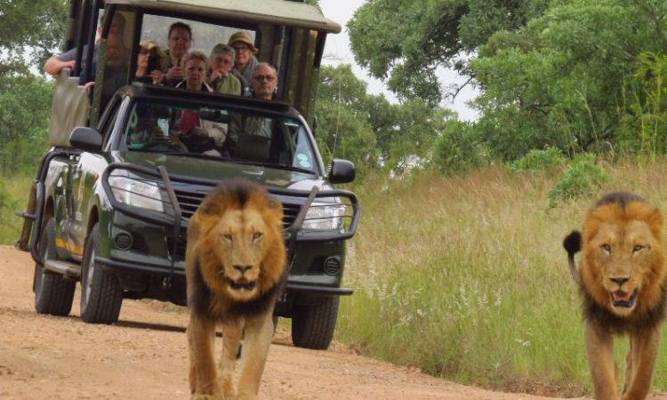 Kruger National Park tour package