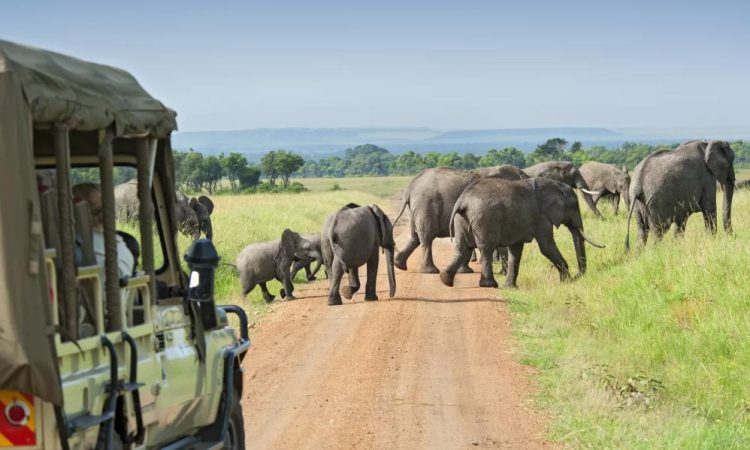 African safari vacation