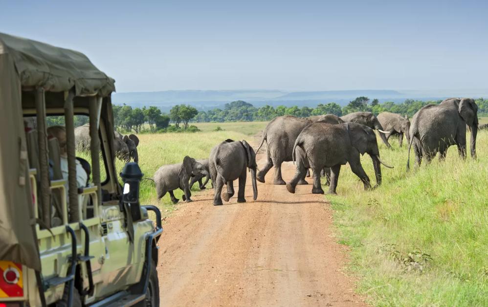 African safari vacation