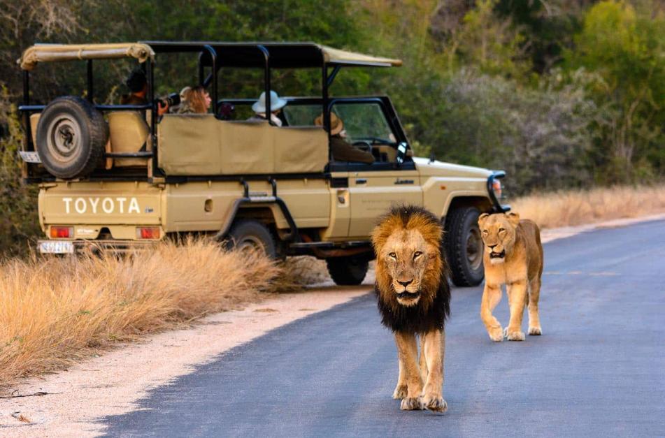 Kruger National Park tour package